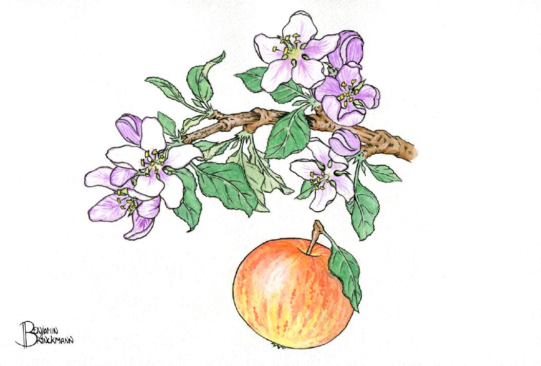Apple