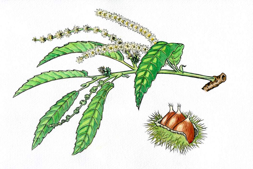 Chestnut