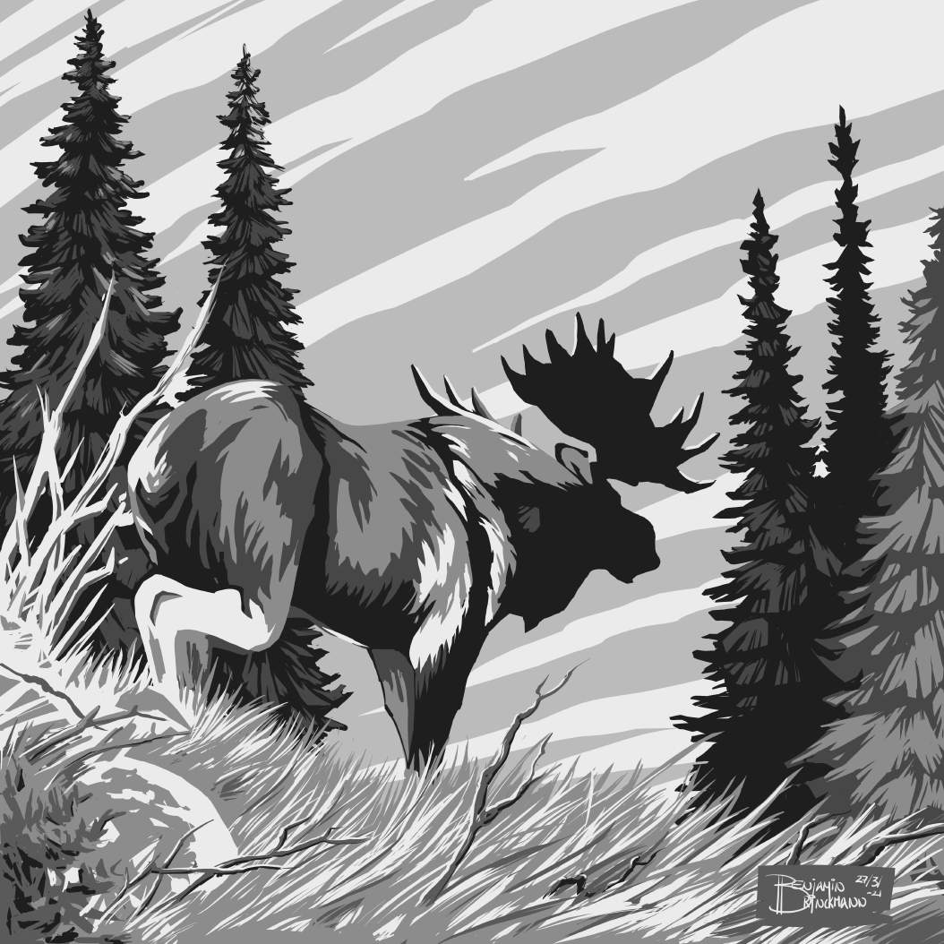 Moose in greyscale