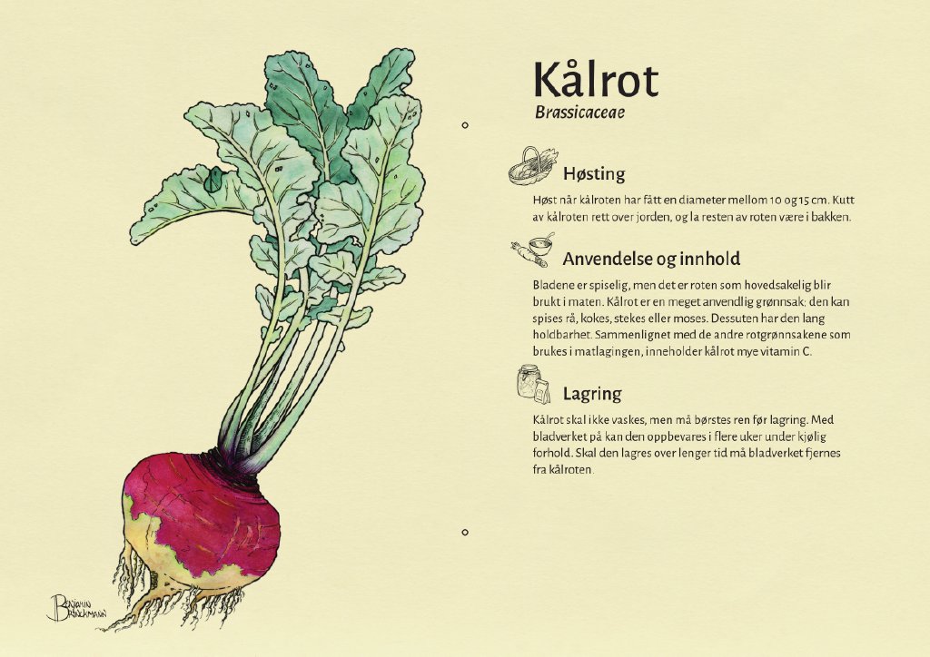 kålrot.jpg