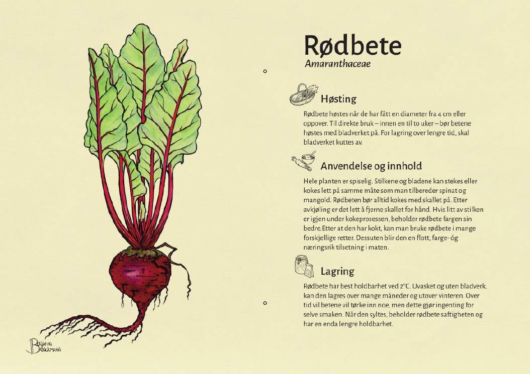 Rødbete