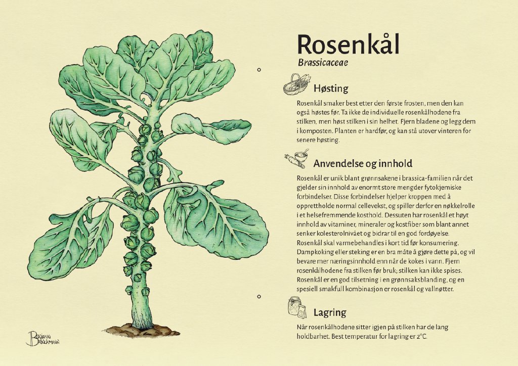 rosenkål.jpg